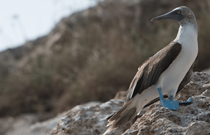 Animals in the Galapagos