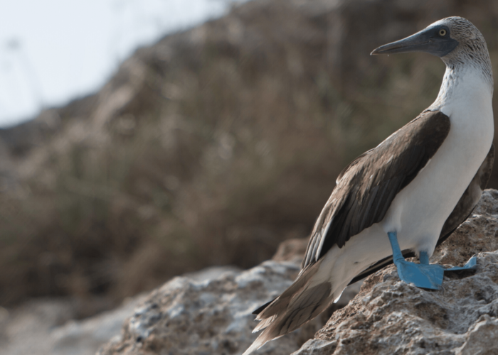Animals in the Galapagos