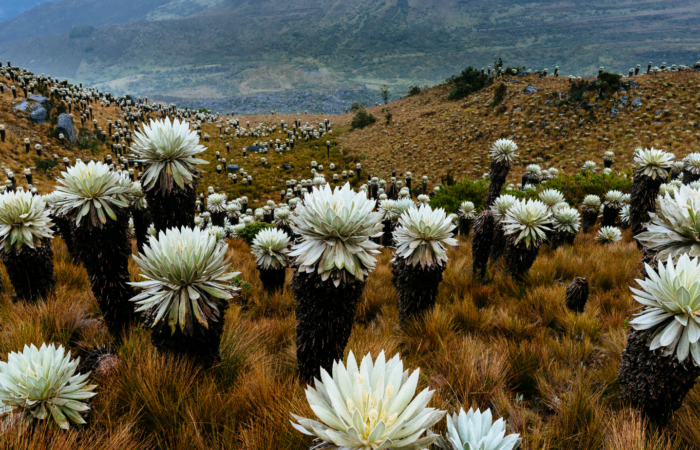 shoes in the andes