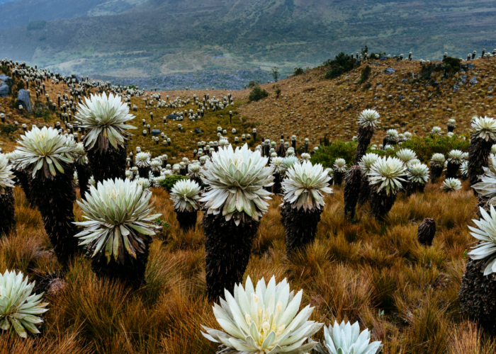 shoes in the andes