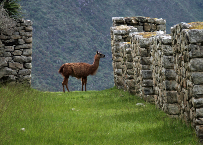ATMs in Peru