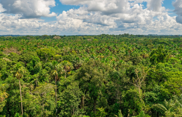 The Ecuadorian Jungle