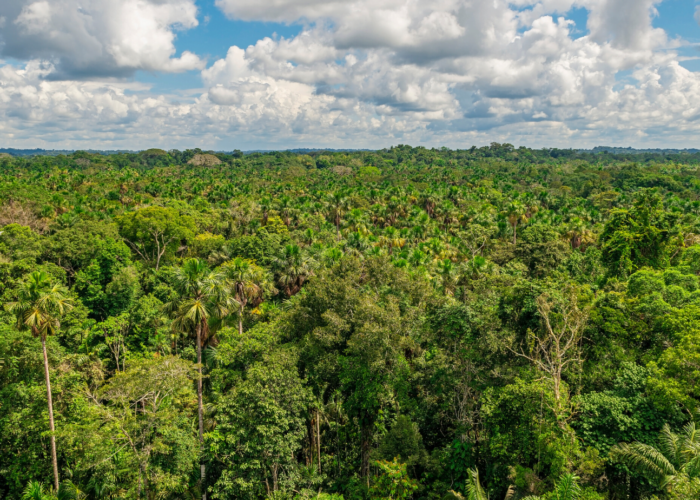 The Ecuadorian Jungle