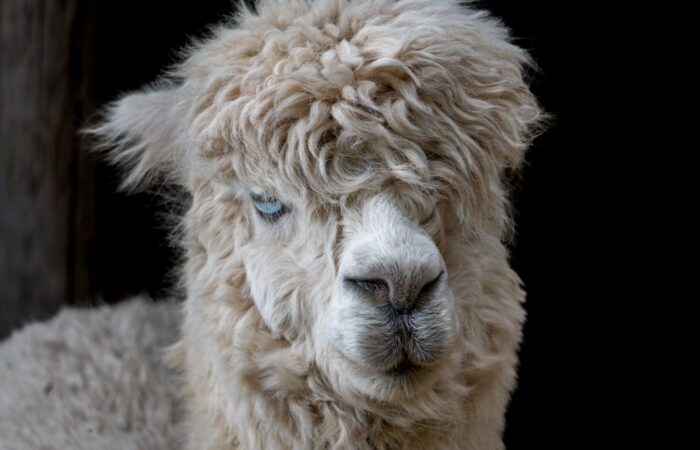 Llama Header