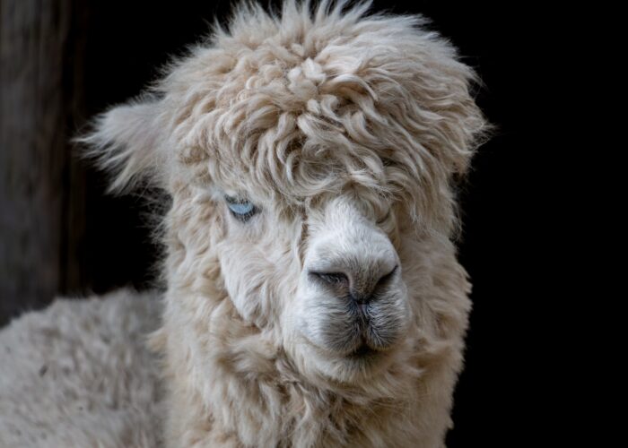 Llama Header