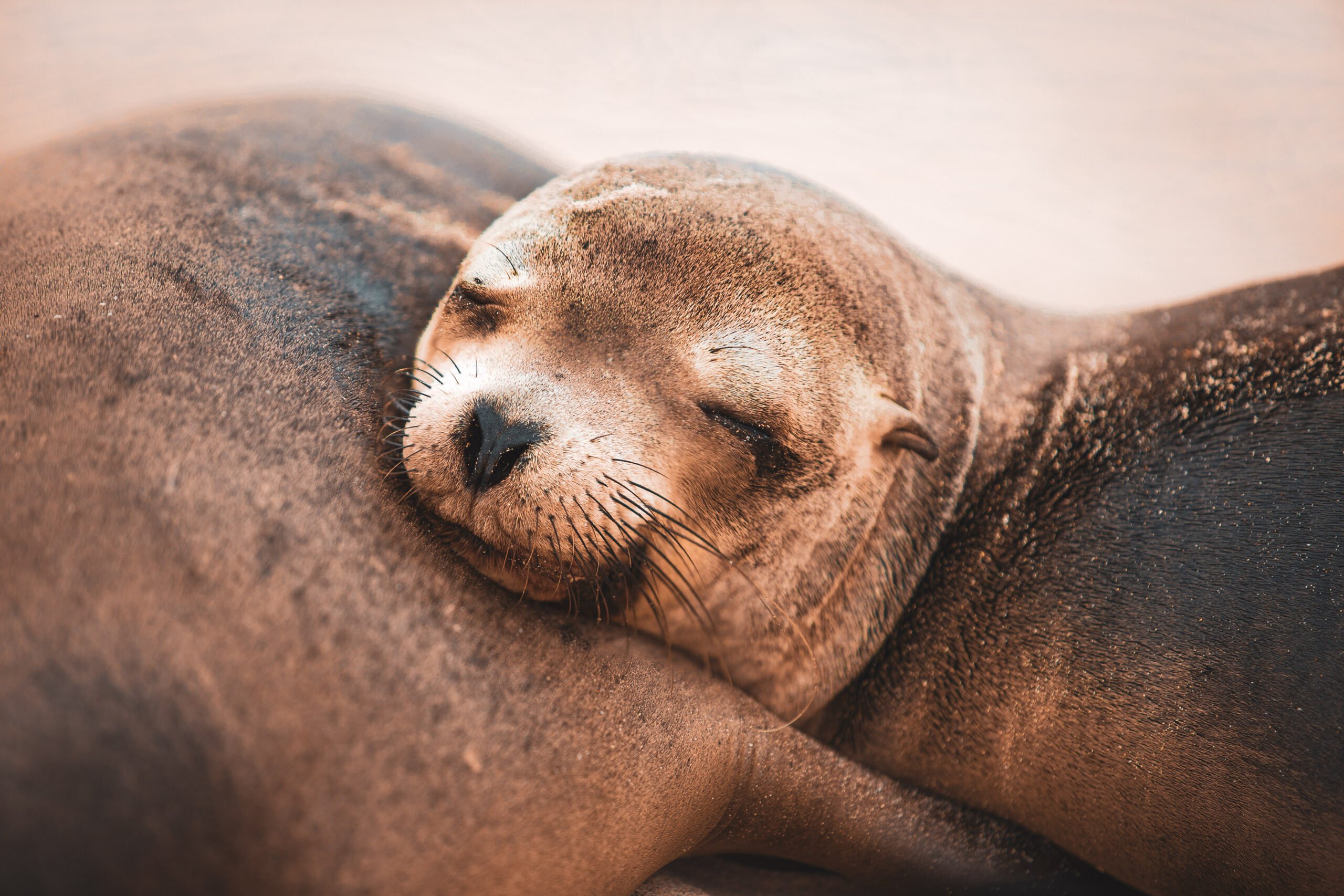 Wildlife encounters
