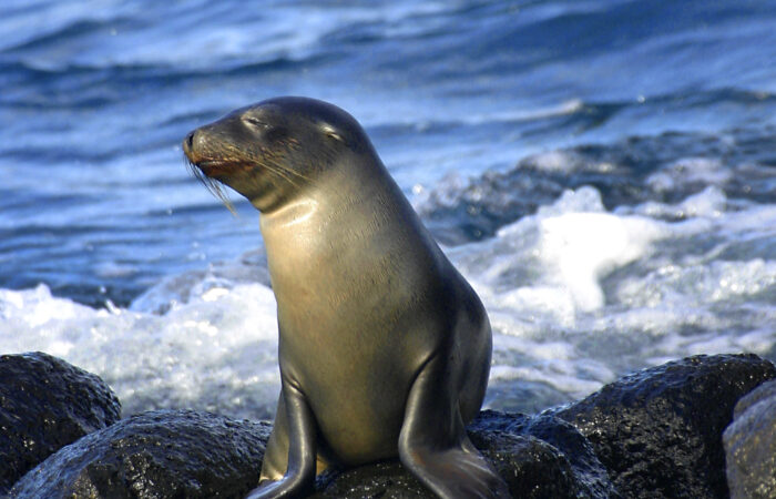 Galápagos Sea Lion, Galápagos National Park, Ecuador