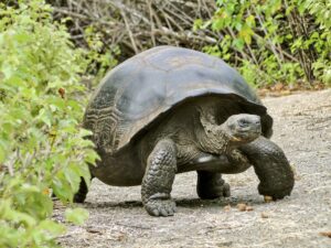 Giant Galapagos Tortoise tortoises turtle islands