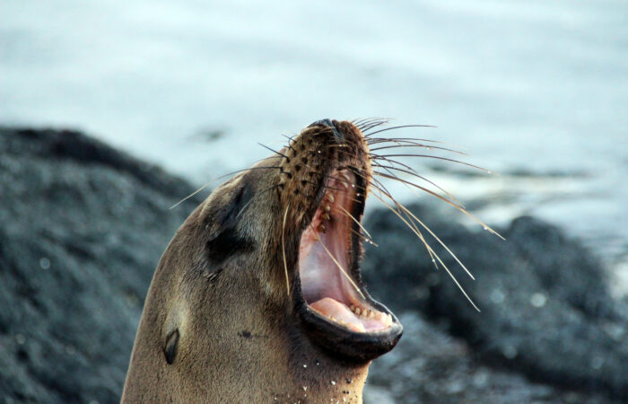 Sea lion in Galapagos
