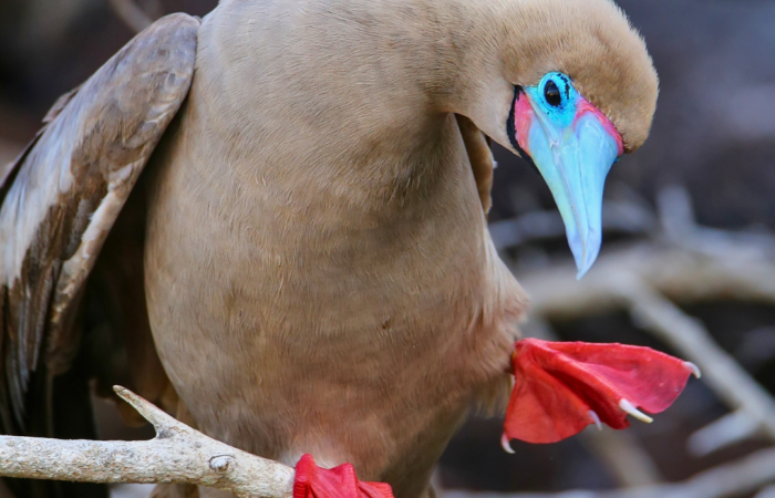 the weather in galapagos