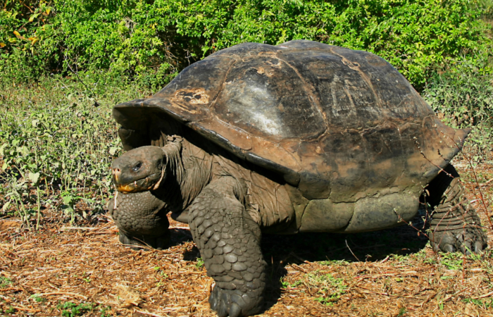 Galapagos Tortoise, Chelonoidis in the Highlands