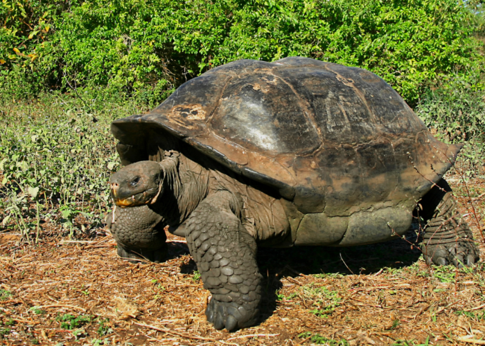 Galapagos Tortoise, Chelonoidis in the Highlands