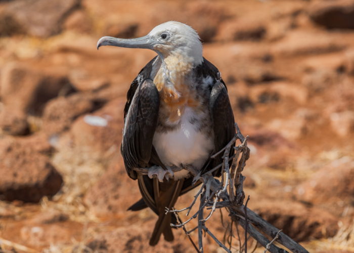 wildlife in galapagos