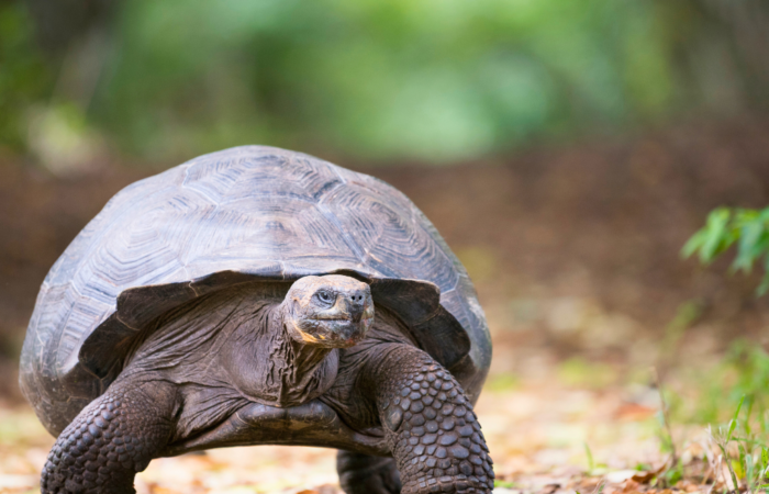 6-Day Galapagos Adventure