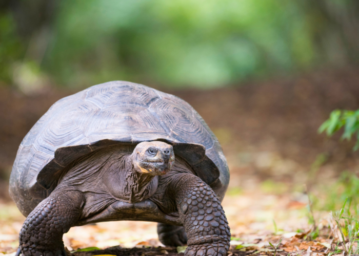 6-Day Galapagos Adventure