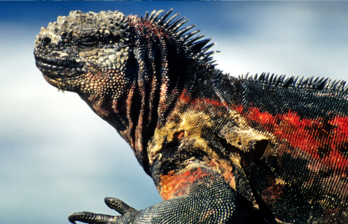 Animals in South America