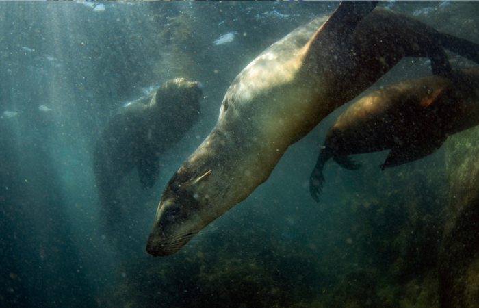 the galapagos islands