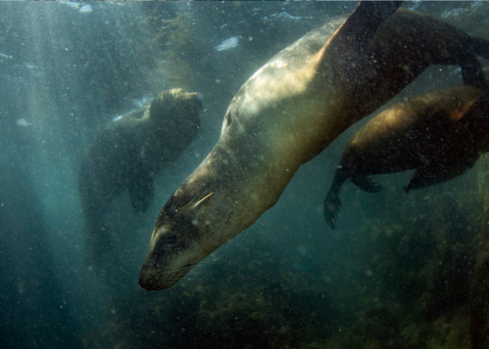 the galapagos islands