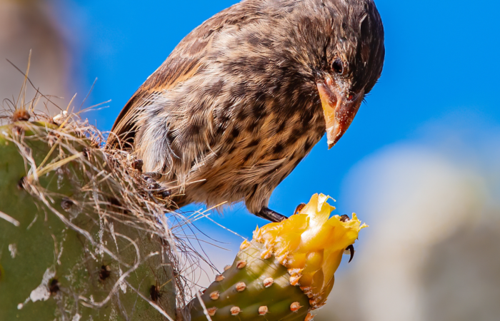 wildlife encounters indigenous nations