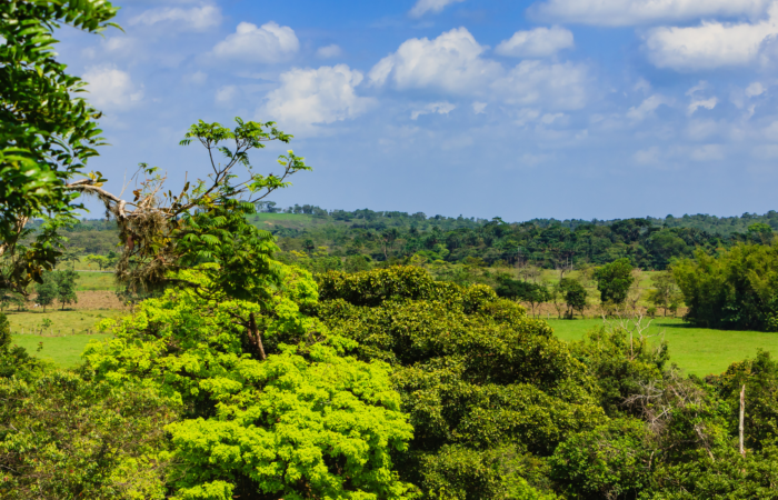 Los Llanos