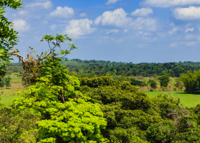 Los Llanos