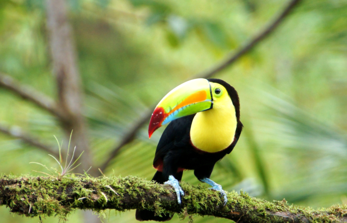 Black-mandibled toucan