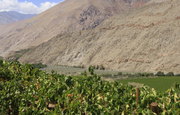 chilean wine