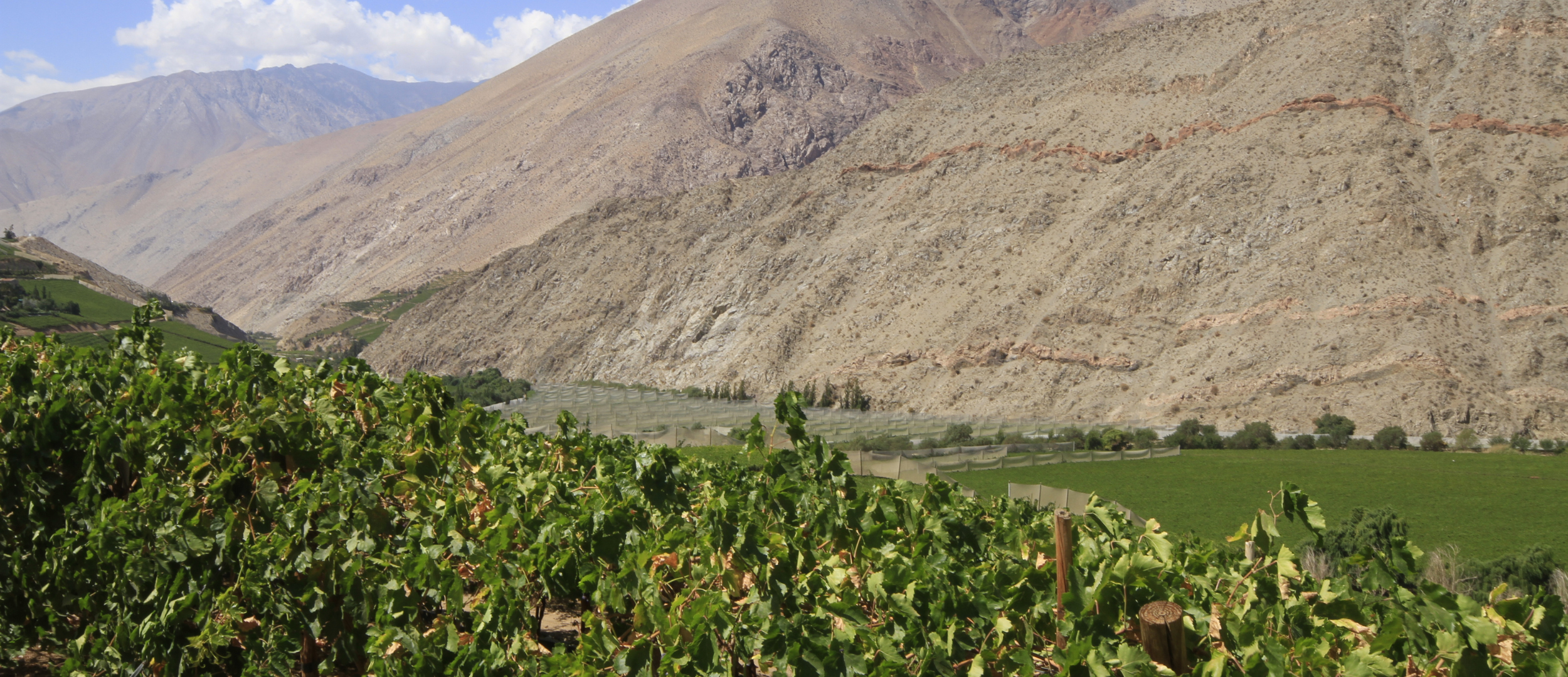 chilean wine