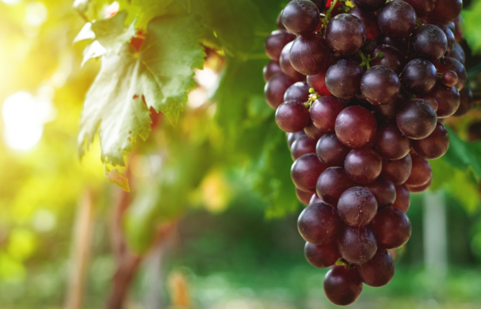 alcohol liquor fruit