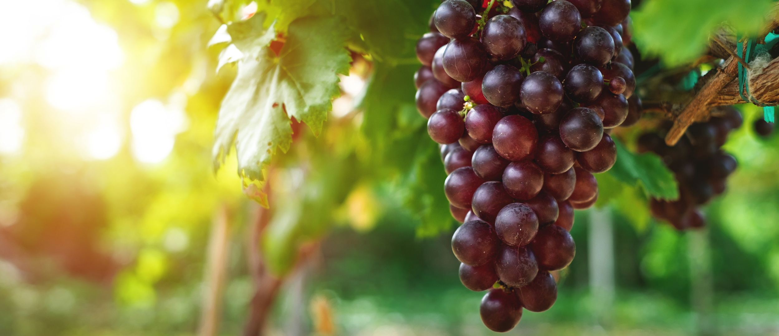 alcohol liquor fruit