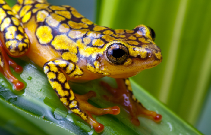 Wildlife in Costa Rica