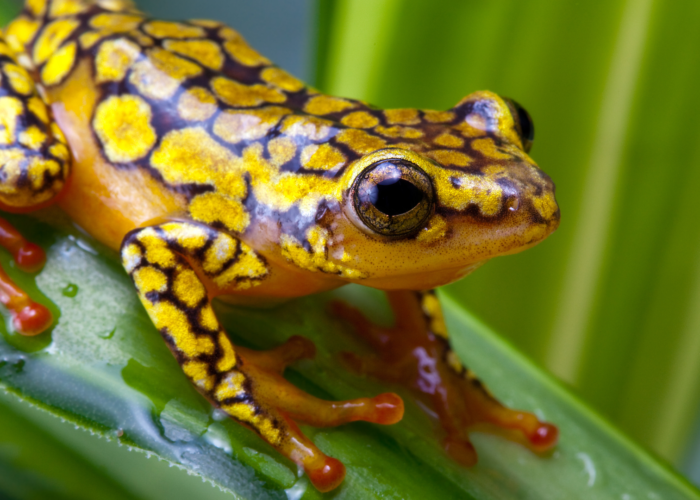 Wildlife in Costa Rica