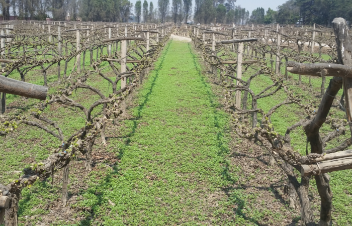 Peruvian Pisco