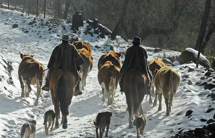 The Mapuche