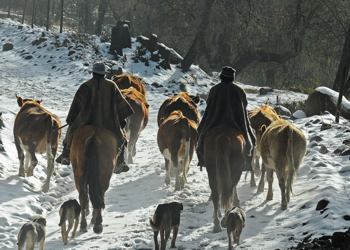 The Mapuche