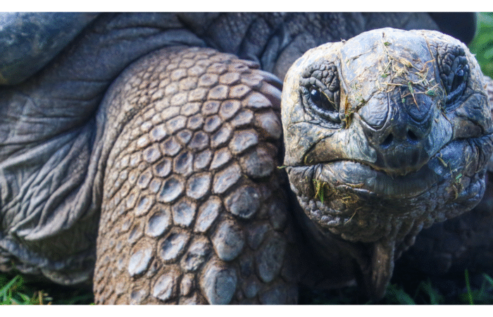 Galapagos