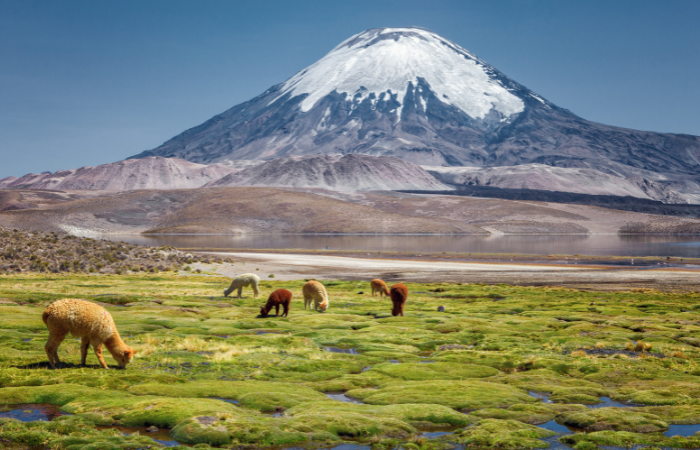 Parinacota volcano