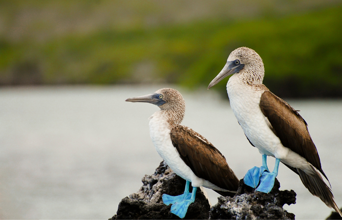 Blue-footed Boobies