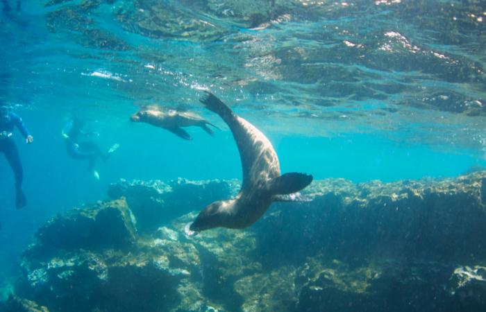 Observe ocean species above and below the waterline.