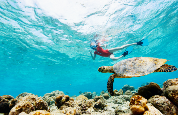 Explore underwater life in shallow marine environments.