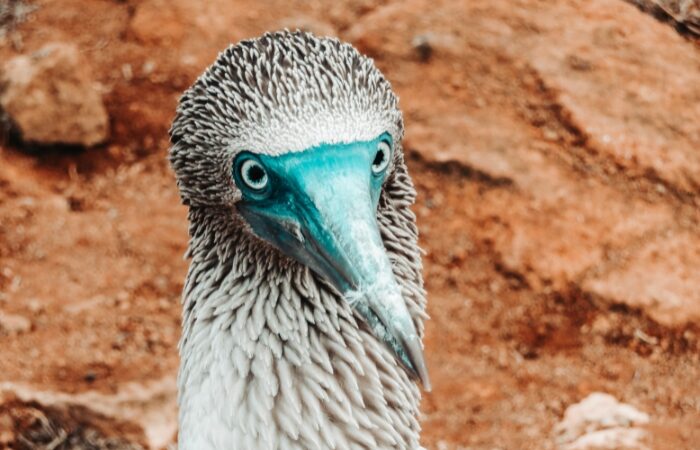 Blue Footed Boobie