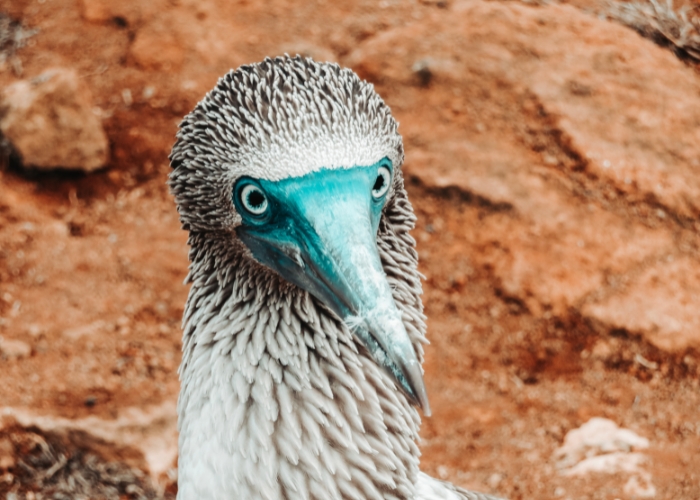 Blue Footed Boobie