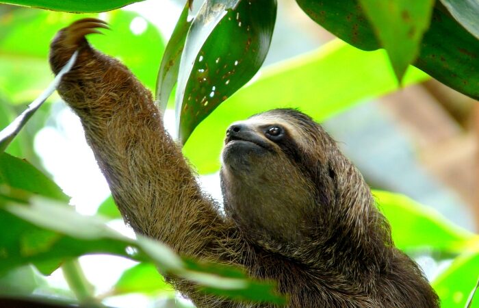 Sloth