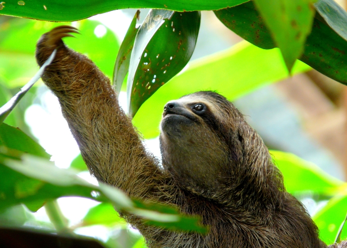 Sloth