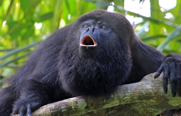 ecuador