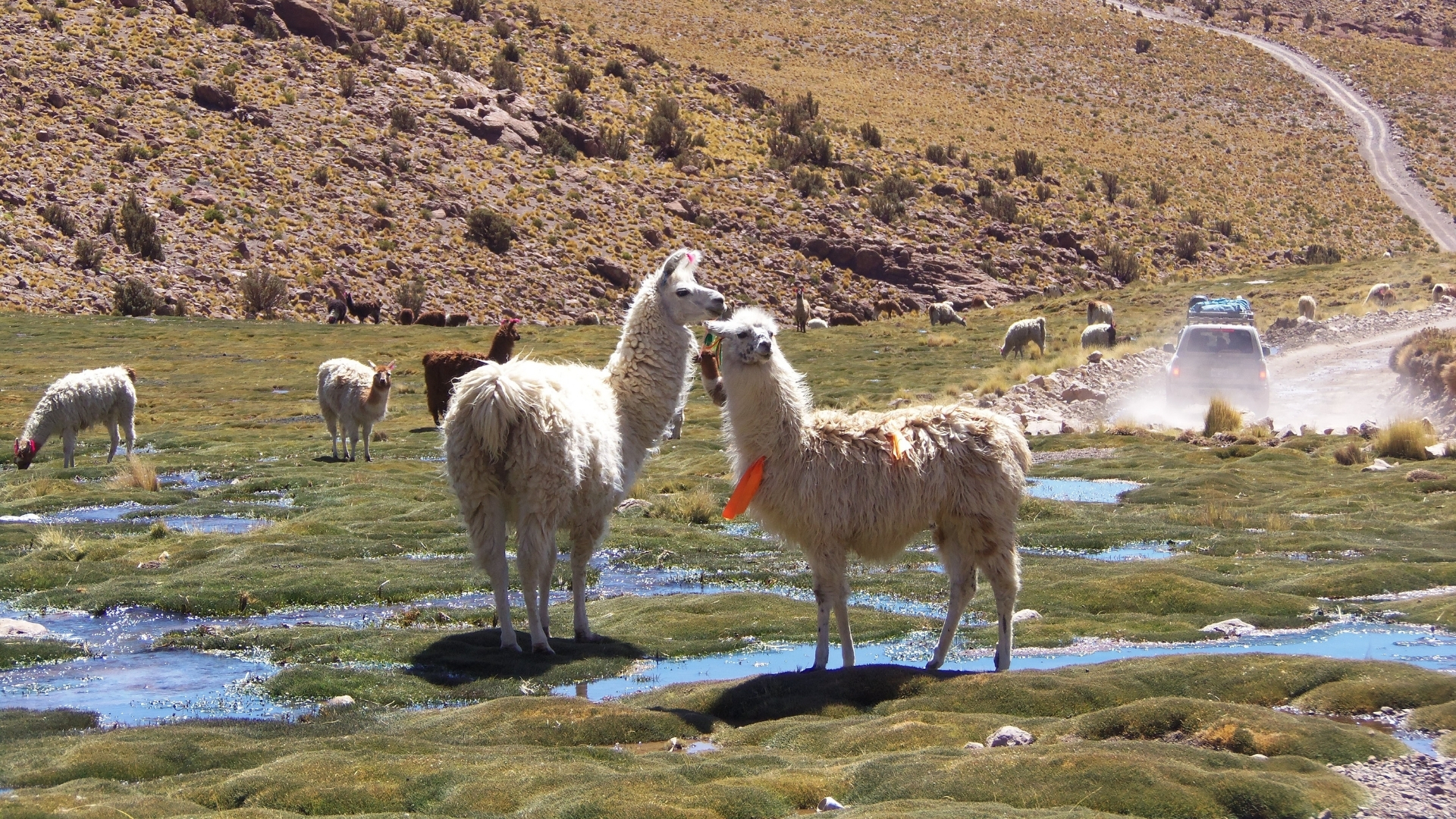 Bolivia